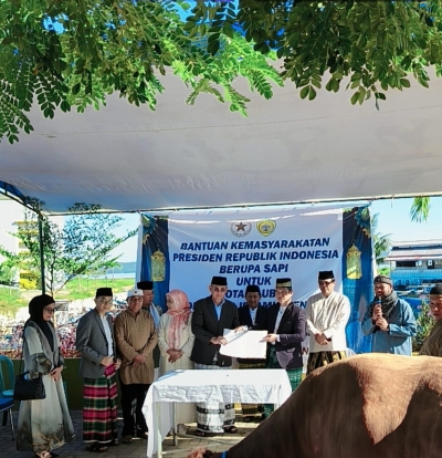 Wali Kota Baubau Serahkan Sapi Kurban  Presiden Prabowo ke Pengurus Mesjid Islamic Center